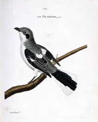 Zoologisk kart (ornitologi): grå grieche (grå tomper eller lanius excubitor) på en gren. Illustrasjon i "Fuglenes historie, malt i deres utseende og følsomme aspekter" av Francois Nicolas Martinet (1731-1800). Privat samling.