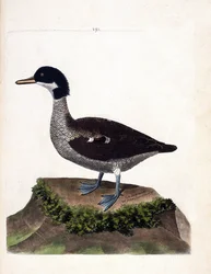 Zoologisk kart (ornitologi): java teal (grå blågrønn eller anas gibberifrons). Illustrasjon i "Fuglenes historie, malt i deres utseende og følsomme aspekter" av Francois Nicolas Martinet (1731-1800). Privat samling.