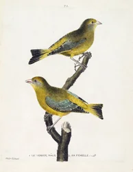 Zoologisk kart (ornitologi): hann- og kvinneverdier (europeisk verdier eller carduelis chloris) på en gren. Illustrasjon i "Fuglenes historie, malt i deres utseende og følsomme aspekter" av Francois Nicolas Martinet (1731-1800). Privat koll