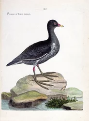 Zoologisk kart (ornitologi): hannvann (vannhøne eller gallinula chloropus). Illustrasjon i "Fuglenes historie, malt i deres utseende og følsomme aspekter" av Francois Nicolas Martinet (1731-1800). Privat samling.