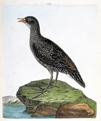 Zoologisk kart (ornitologi): marouette (flekkmarouett eller porzana porzana). Illustrasjon i "Fuglenes historie, malt i deres utseende og følsomme aspekter" av Francois Nicolas Martinet (1731-1800). Privat samling.