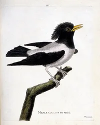 Zoologisk kart (ornitologi): rosa svarttrost (rødstær eller sturnus roseus) på en gren. Illustrasjon i "Fuglenes historie, malt i deres utseende og følsomme aspekter" av Francois Nicolas Martinet (1731-1800). Privat samling.