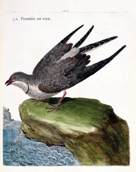 Zoologisk kart (ornitologi): sjørapphøne (glareole et halskjede eller glareola pratincola). Illustrasjon i "Fuglenes historie, malt i deres utseende og følsomme aspekter" av Francois Nicolas Martinet (1731-1800). Privat samling.
