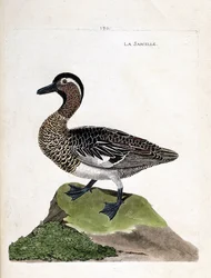 Zoologisk kart (ornitologi): krikkand (sommer krikkand eller anas querquedula). Illustrasjon i "Fuglenes historie, malt i deres utseende og følsomme aspekter" av Francois Nicolas Martinet (1731-1800). Privat samling.