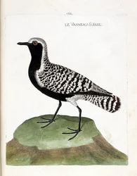 Zoologisk kart (ornitologi): det sveitsiske lammet (sølvhøne eller pluvialis squatarola). Illustrasjon i "Fuglenes historie, malt i deres utseende og følsomme aspekter" av Francois Nicolas Martinet (1731-1800). Privat samling.