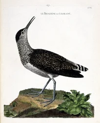 Zoologisk kart (ornitologi): nebbet eller cul-blanc (hvit rumpe, culblanc ridder eller Tringa ochropus). Illustrasjon i "Fuglenes historie, malt i deres utseende og følsomme aspekter" av Francois Nicolas Martinet (1731-1800). Privat samling
