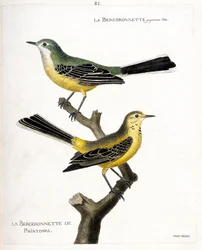 Zoologisk kart (ornitologi): selve bergeronnetten og vårbergeronnetten (springbergeronnette eller motacilla flava) på en gren. Illustrasjon i "Fuglenes historie, malt i deres utseende og følsomme aspekter" av Francois Nicolas Ma