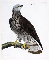 Zoologisk kart (ornitologi): bondree (apivore bondree eller pernis apivorus) på en gren. Illustrasjon i "Fuglenes historie, malt i deres utseende og følsomme aspekter" av Francois Nicolas Martinet (1731-1800). Privat samling.