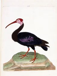 Zoologisk kart (ornitologi): krøllen har et bart hode på hetten av godt håp (ibis du cap eller geronticus calvus). Illustrasjon i "Fuglenes historie, malt i deres utseende og følsomme aspekter" av Francois Nicolas Martinet (1731-1800). P