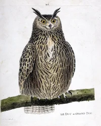 Zoologisk kart (ornitologi): hertugen eller storhertugen (storhertugen eller bubo bubo) på en gren. Illustrasjon i "Fuglenes historie, malt i deres utseende og følsomme aspekter" av Francois Nicolas Martinet (1731-1800). Privat samling.
