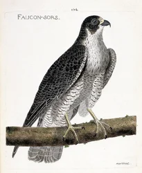 Zoologisk kart (ornitologi): falken kommer ut eller falken ut (pelerinefalk eller falco peregrinus) på en gren. Illustrasjon i "Fuglenes historie, malt i deres utseende og følsomme aspekter" av Francois Nicolas Martinet (1731-1800). Pri