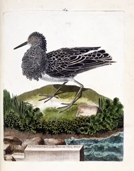 Zoologisk plansje (ornitologi): brushanen eller den mannlige sjøpåfuglen (brushane eller Philomachus pugnax). Illustrasjon i “Fuglenes historie, malt i deres synlige og følsomme aspekter” av François Nicolas Martinet (1731-1800). Privat samling
