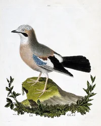 Zoologisk kart (ornitologi): geayen (kanaljay eller garrulus glandarius). Illustrasjon i "Fuglenes historie, malt i deres utseende og følsomme aspekter" av Francois Nicolas Martinet (1731-1800). Privat samling.