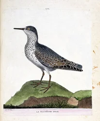 Zoologisk kart (ornitologi): den grå maubeche (lilla nebb eller calidris maritima). Illustrasjon i "Fuglenes historie, malt i deres utseende og følsomme aspekter" av Francois Nicolas Martinet (1731-1800). Privat samling.