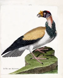 Zoologisk kart (ornitologi): kongen av gribb (sarcoramph king eller sarcoramphus papa). Illustrasjon i "Fuglenes historie, malt i deres utseende og følsomme aspekter" av Francois Nicolas Martinet (1731-1800). Privat samling.