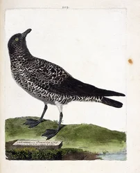 Zoologisk kart (ornitologi): labbe eller stercorar (pomarin labbe eller stercorarius pomarinus). Illustrasjon i "Fuglenes historie, malt i deres utseende og følsomme aspekter" av Francois Nicolas Martinet (1731-1800). Privat samling.