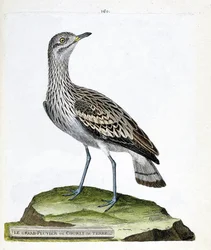 Zoologisk kart (ornitologi): den store ploveren eller kråken (oedicneme criard (Burhinus oedicnemus). Illustrasjon i "Fuglenes historie, malt i deres utseende og følsomme aspekter" av Francois Nicolas Martinet (1731-1800). Privat samling.