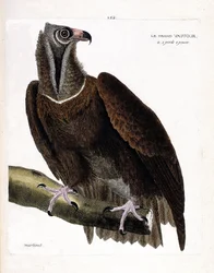 Zoologisk plansje (ornitologi): den store gribben (munkegribb eller Aegypius monachus) på en gren. Illustrasjon i “Fuglenes historie, malt i deres synlige og følsomme aspekter” av François Nicolas Martinet (1731-1800). Privat samling.
