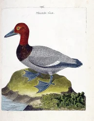 Zoologisk kart (ornitologi): den mannlige millouin (scaup eller Aythia ferina). Illustrasjon i "Fuglenes historie, malt i deres utseende og følsomme aspekter" av Francois Nicolas Martinet (1731-1800). Privat samling.