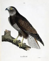 Zoologisk kart (ornitologi): munnstykket (variabel dyse eller buteo buteo) på en gren. Illustrasjon i "Fuglenes historie, malt i deres utseende og følsomme aspekter" av Francois Nicolas Martinet (1731-1800). Privat samling.