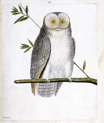 Zoologisk kart (ornitologi): uglen (Barn Owl eller Tyto Alba) på en gren. Illustrasjon i "Fuglenes historie, malt i deres utseende og følsomme aspekter" av Francois Nicolas Martinet (1731-1800). Privat samling.