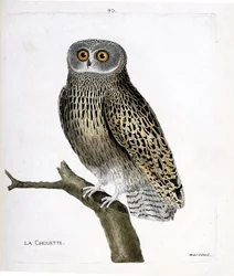 Zoologisk kart (ornitologi): uglen (hulotteugle eller strix aluco) på en gren. Illustrasjon i "Fuglenes historie, malt i deres utseende og følsomme aspekter" av Francois Nicolas Martinet (1731-1800). Privat samling.