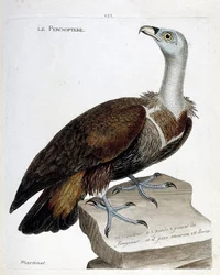 Zoologisk kart (ornitologi): percnoptere (fawn gribb eller fulvus gyps). Illustrasjon i "Fuglenes historie, malt i deres utseende og følsomme aspekter" av Francois Nicolas Martinet (1731-1800). Privat samling.