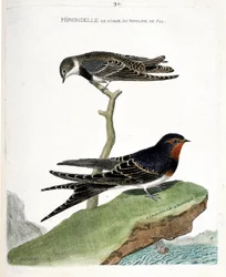 Zoologisk kart (ornitologi): kystsvalen til fez-riket (Riparia riparia) på en gren og den afrikanske svalen (rustikk svale eller Hirundo rustica). Illustrasjon i "Fuglenes historie, malt i deres utseende og følsomme aspekter"