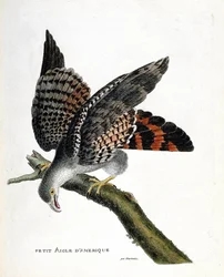 Zoological chart (ornithology): the small American eagle (buffon busard or circus buffoni) on a branch. Illustration in “The History of the Birds, Painted in Their Appearing and Sensitive Aspects” by Francois Nicolas Martinet (1731-1800). Private collectio