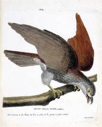 Zoologisk kart (ornitologi): den lille asiatiske ørnen (sacre eller haliastur indus) på en gren. Illustrasjon i "Fuglenes historie, malt i deres utseende og følsomme aspekter" av Francois Nicolas Martinet (1731-1800). Privat samling.