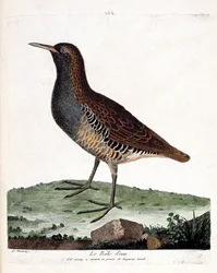 Zoological chart (ornithology): the water rale (rallus aquaticus). Illustration in “The History of the Birds, Painted in Their Appearing and Sensitive Aspects” by Francois Nicolas Martinet (1731-1800). Private collection.