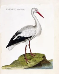 Zoologisk kart (ornitologi): den hvite storken (ciconia ciconia). Illustrasjon i "Fuglenes historie, malt i deres utseende og følsomme aspekter" av Francois Nicolas Martinet (1731-1800). Privat samling.
