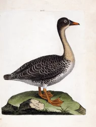 Zoologisk kart (ornitologi): villgås (høstegås eller anser fabalis). Illustrasjon i "Fuglenes historie, malt i deres utseende og følsomme aspekter" av Francois Nicolas Martinet (1731-1800). Privat samling.
