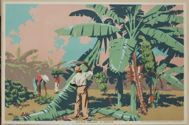 Skjæring av bananer på Jamaica (farge litho)