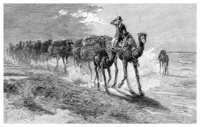 Kameler som bærer ull, 1886.