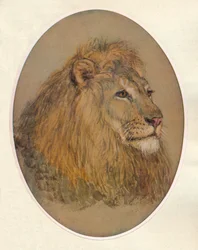 Lions Head, c1896