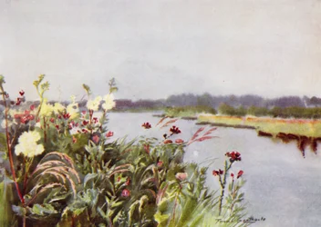 Norfolk Broads: A Bure Bank (farge litho)