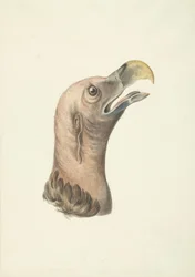 Hodet til en øregribb (Otogyps auricularis Daud)