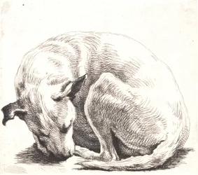 Prøveplate: En hund