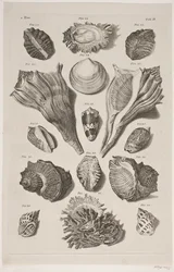Konkylier med brett. Plate 3.