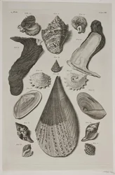 Konkylier med brett. Plate 8.