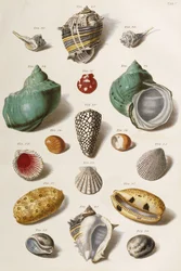 Ulike skjell, 1758