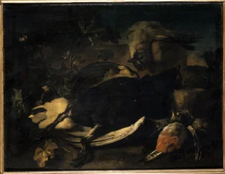 Død fugl