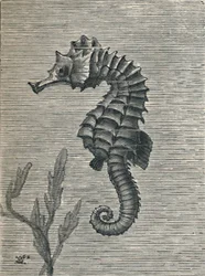 'Sjøhesten, utilslørt, rolig svømming', c1900, 1910