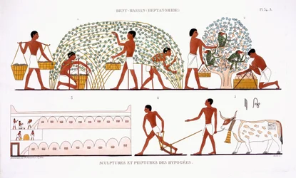 Fruktplukking, fra en sjelden oversikt over fresker fra Theben, registrert 1819-1822 på sitt andre besøk i Egypt av Frederic Cailliaud (1787-1869), farge litho
