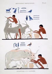 Veterinærarbeid, fra en sjelden oversikt over fresker fra Theben, registrert 1819-1822 på sitt andre besøk i Egypt av Frederic Cailliaud (1787-1869), farge litho