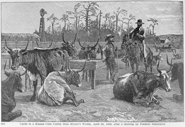 Storfe i en Kansas Corn Corral, illustrasjon fra 