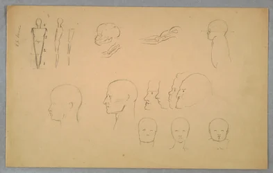 Anatomiske studier