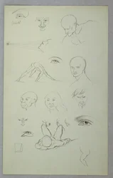 Anatomiske studier
