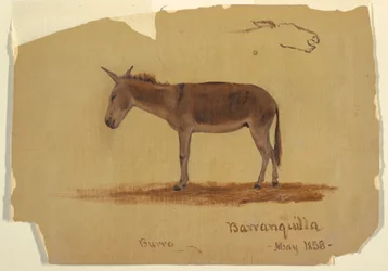 Tegning, et esel, Baranquilla, Columbia, mai 1853